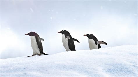 Penguins Walking Wallpaperhd Animals Wallpapers4k Wallpapersimages