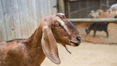 Nubian Goat The Houston Zoo