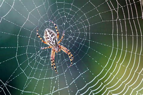 Scientists Reveal Spiders Web Making Secrets