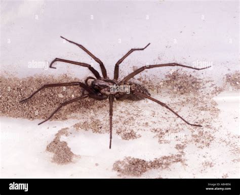 House Spider Tegenaria Domestica Hi Res Stock Photography And Images