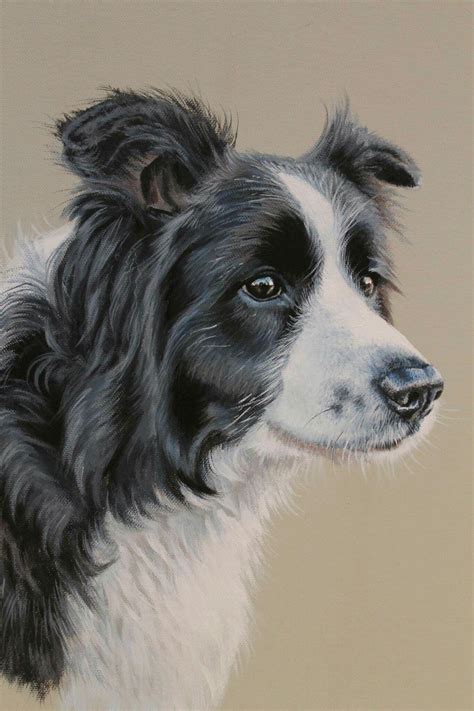 Gina Hawkshaw Dog Paintings Border Collie Art Dog Drawing