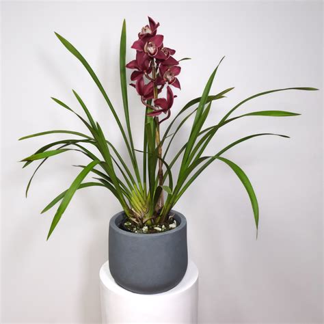 Burgundy Cymbidium Orchid Double Bulb Lush Flower Co