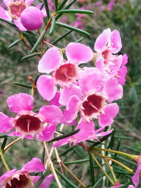 Chamelaucium Uncinatum Cwa Pink In 50mm Forestry Tube Trigg Plants