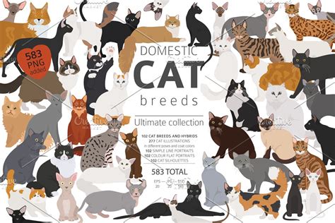 Domestic Cat Breeds And Hybrids