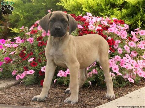 They will be ready for loving homes the week of march 23, 2021. English Mastiff Mix Puppies for Sale | Mastiff mix ...