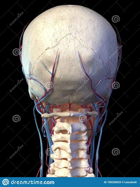 Could computer scientists build a machine that simulates the way humans think? Human Skull With Veins And Arteries. Rear View Stock ...