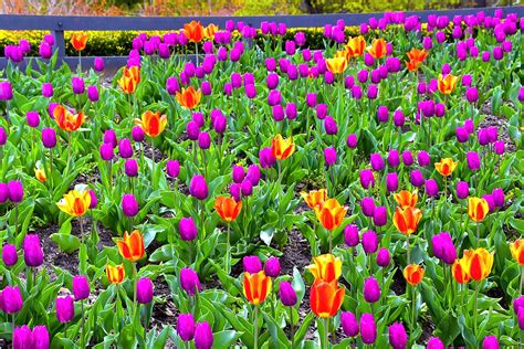 Beautiful Tulip Gardens Homeadore