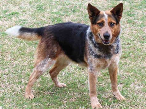 Kima Australian Cattle Dog Blue Heeler Adult Adoption Rescue For