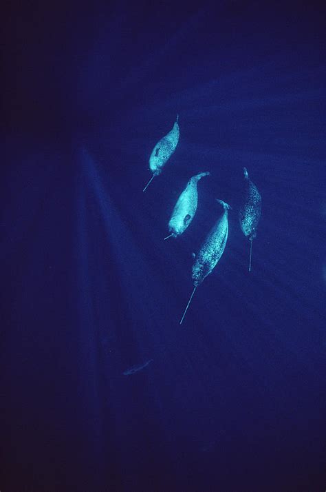 Narwhal Pod Underwater Photograph By Flip Nicklin Fine Art America