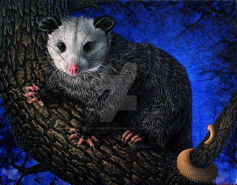 Pluto Opossum By Art Fromthe Heart On Deviantart