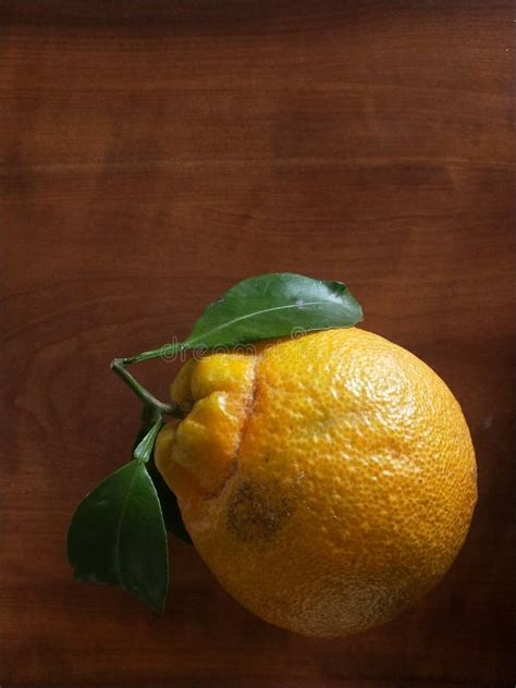 Seedless Sweet Orange From Japan Stock Image Image Of Orange Fresh