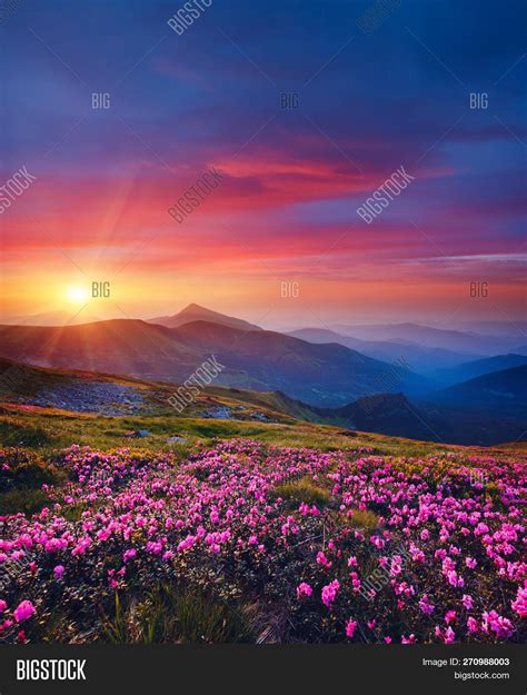 Charming Pink Flower Image And Photo Free Trial Bigstock