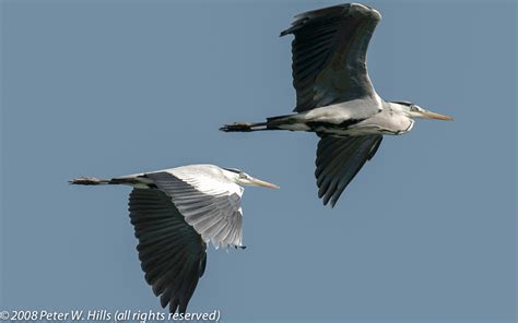 Heron Grey Ardea Cinerea In Flight India World Bird Photos