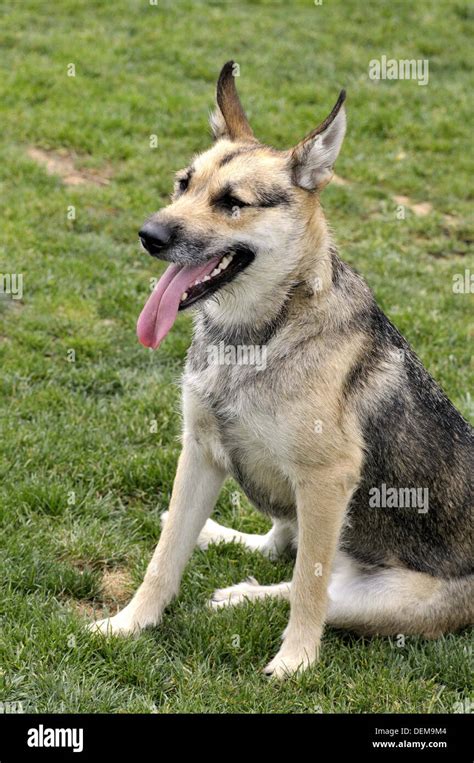 German Shepherd Dog Gsd Also Known As An Alsatian Is A Breed Of