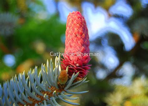 Red Pine Cone On A Blue Spruce By Catherine Sherman Redbubble