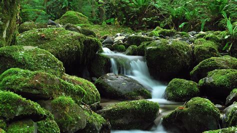 Green Rocks With Moss Mountain Stream With Clear Water And Green