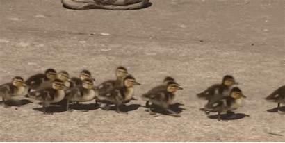 Duck Ducks Through Teacher Animated Mother Mom