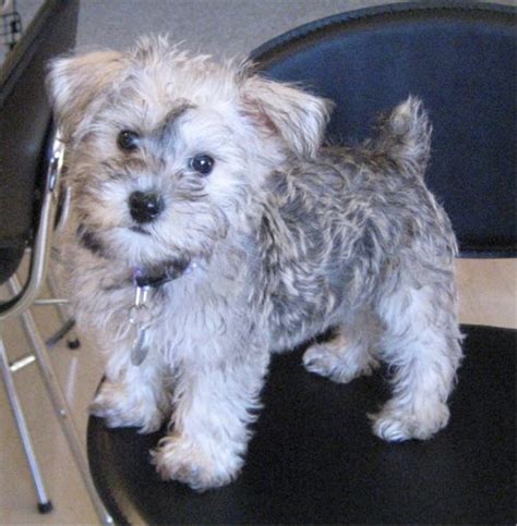 schnoodle puppies breeders schnoodles