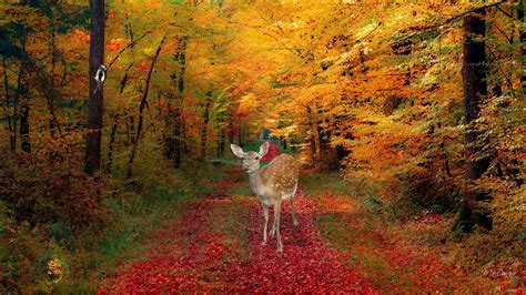 Fall Pictures Download Autumn Deer Wallpaper 225590 Lost In The