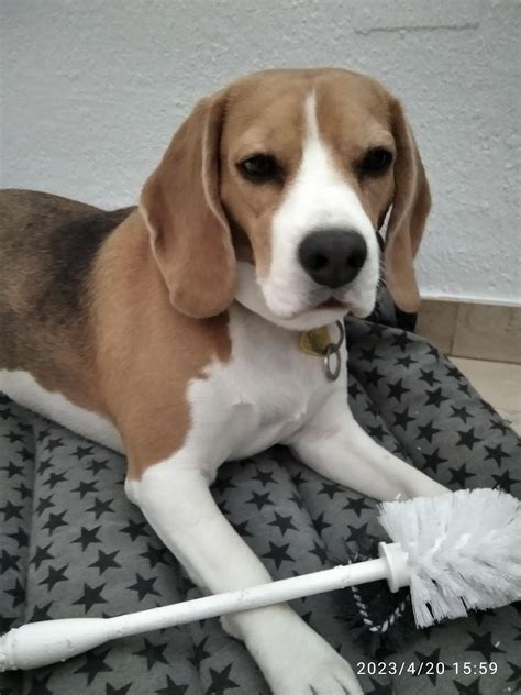 [OC] she got caught red handed and now awaits trial : r/aww