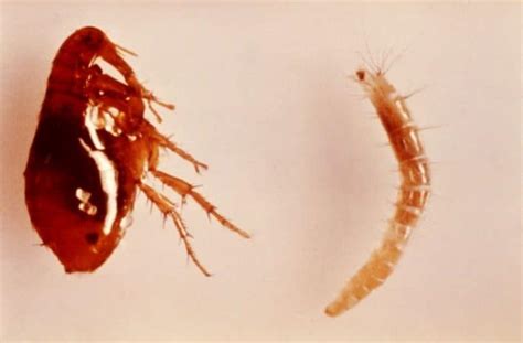 What Do Adult Fleas Flea Eggs Flea Larvae And Flea Bites Look Like