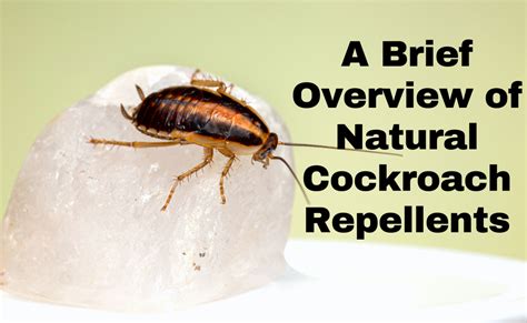 A Brief Overview Of Natural Cockroach Repellents Dengarden