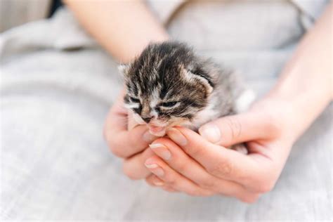 15 Facts About Kittens That Might Surprise Even Long-Time Cat Lovers ...