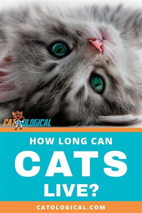 How Long Can Cats Live What Is A Cats Life Expectancy Find Out How
