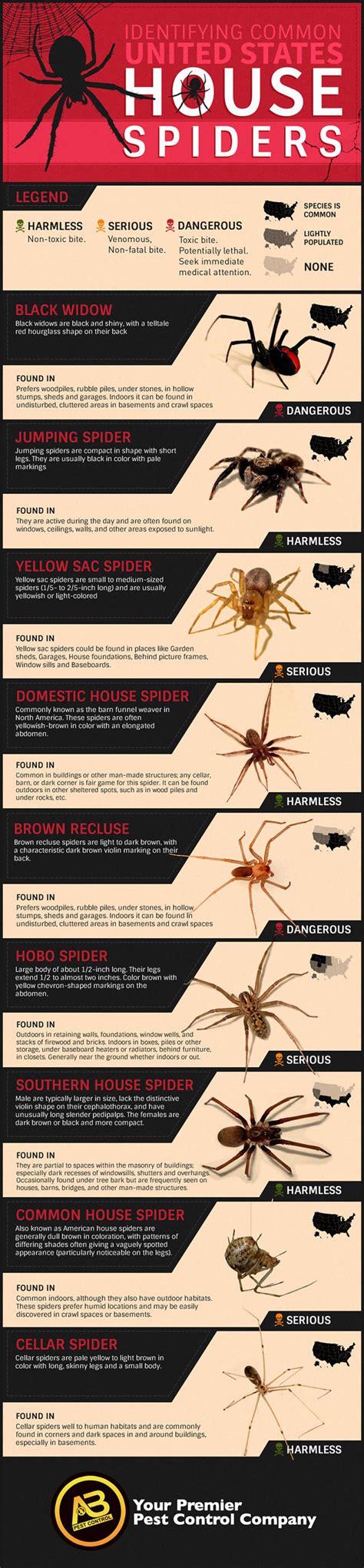 American House Spider Bite Saundra Gamboa