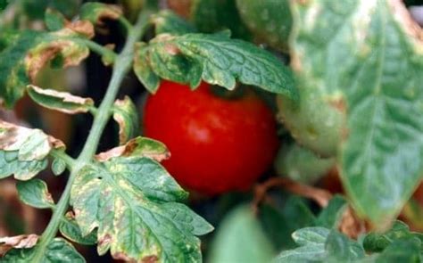 Reasons Your Tomato Leaves Are Turning Yellow And How To Fix It Newscase