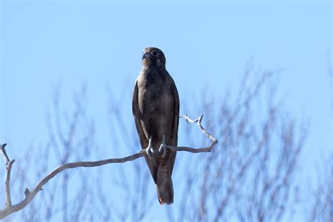 Brown V Black Falcon Birds In Backyards