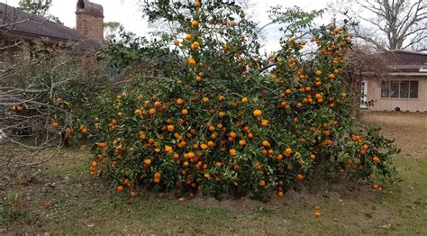 Growing Owari Satsuma Mandarin Indoors General Fruit Growing