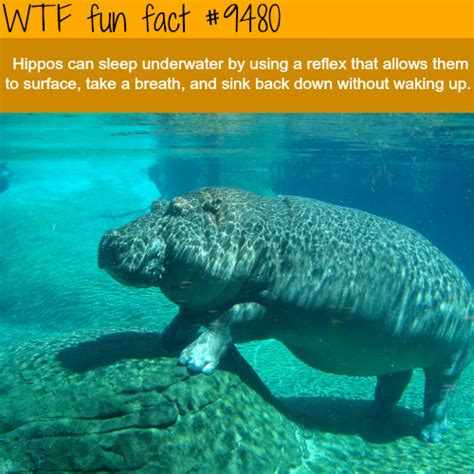 fun facts to fill your head funny gallery ebaum s world
