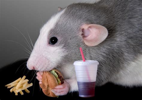 Oxbow regal rat food is one of our favorite foods for rats because it's extremely well balanced and nutritious! Rat eating fast food. A baby dumbo rat is eating a fast ...