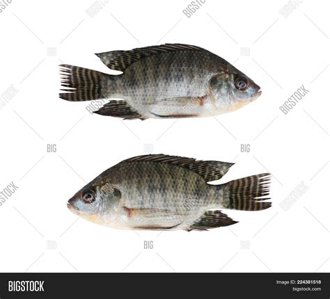 Freshness Tilapia Image And Photo Free Trial Bigstock