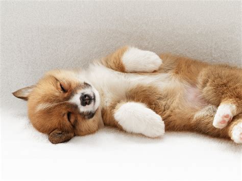 As adults they will typically sleep for 14 hours a day. Sleeping Welsh Corgi Pembroke dog photo and wallpaper. Beautiful Sleeping Welsh Corgi Pembroke ...