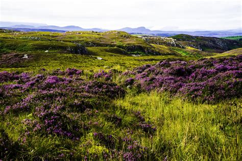 Scottish Highlands Heather Fields All Across The Northern Flickr