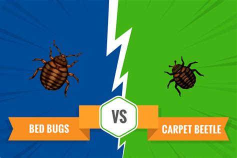 Bed Bug Vs Beetle Discover How To Tell The Difference Pest Resources