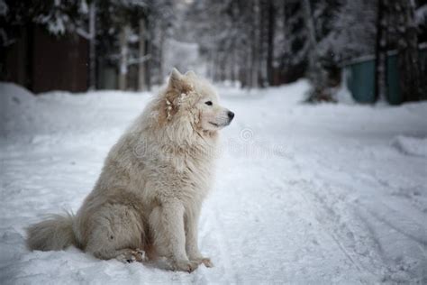 Beautiful Cute Fluffy White Dog Sits On A Winter Road In The Snow Stock