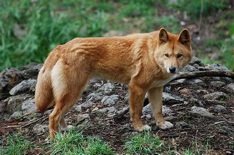 Los Dingo De Australia Son Perros Salvajes