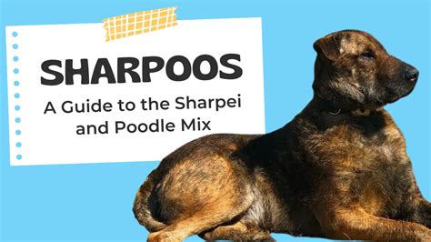 Sharpoo Sharpei Poodle Mix Breed Facts Poodlehq