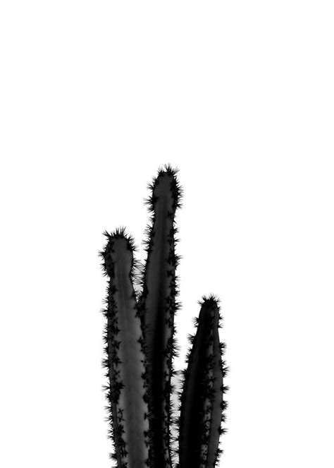 Illustration Artistiques Black Cactus 4 Europosters