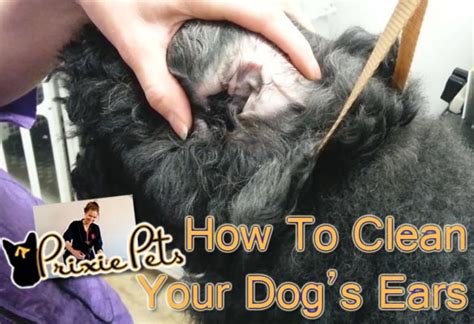 Earwax is how the body lubricates and protects the ear. How To Clean Your Dog's Ears - Dog Ear Cleaning (Video)