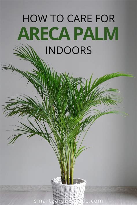 Areca Palm Care How To Grow Dypsis Lutescens Smart Garden Guide In