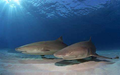 Hd Animals Fishes Sharks Ocean Sea Underwater Sand