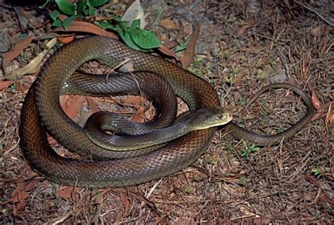 Coastal Taipan Facts And Pictures Reptile Fact