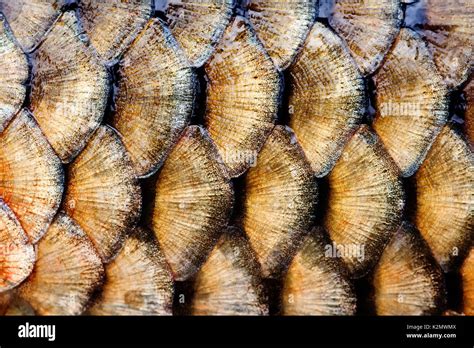 Fish Scales Skin Macro View Photo Big Carp Golden Scaly Textured