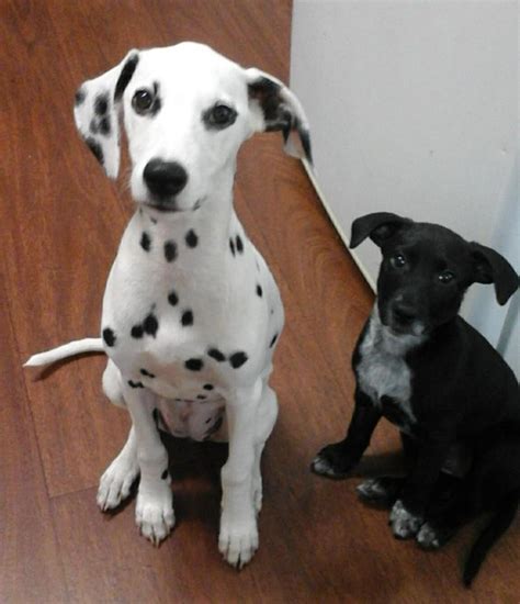 Mar 26, 2021 · so, how big do mollies get? Special Needs Sadie - Medium Female Dalmatian Dog in NSW ...