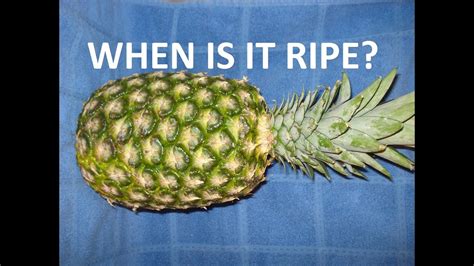 How Do I Know When A Pineapple Is Ripe Cold Pineapples Never Smell Strong So Leave Them At