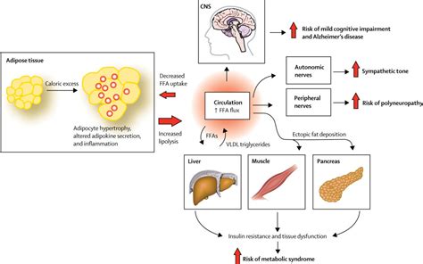 Neurological Consequences Of Obesity The Lancet Neurology